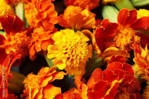 Texture of marigold flowers as background. Divaly celebration