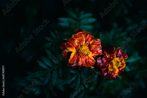 A close up of orange Marigold flowers in bloom