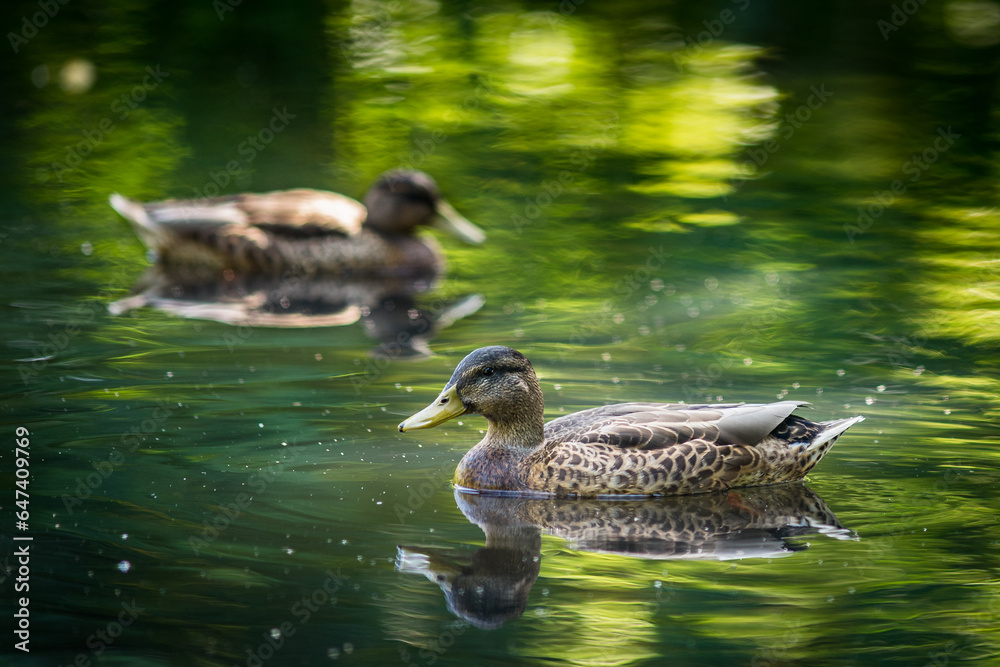 Obraz premium Ducks!