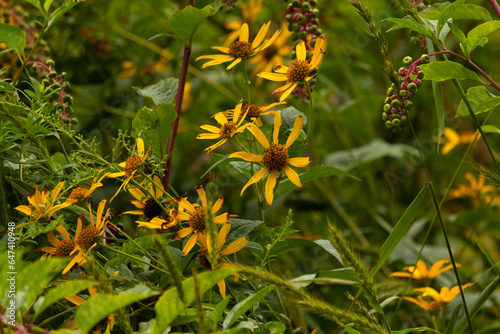 This is a picture of a beautiful wildflower field. The false sunflowers are all over. The flowers are so pretty. They have long yellow petals. The pokeweed is also shown here with its green berries. photo