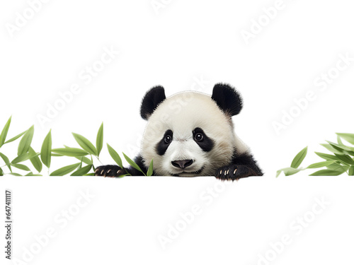  Transparent Panda s Curious Stare