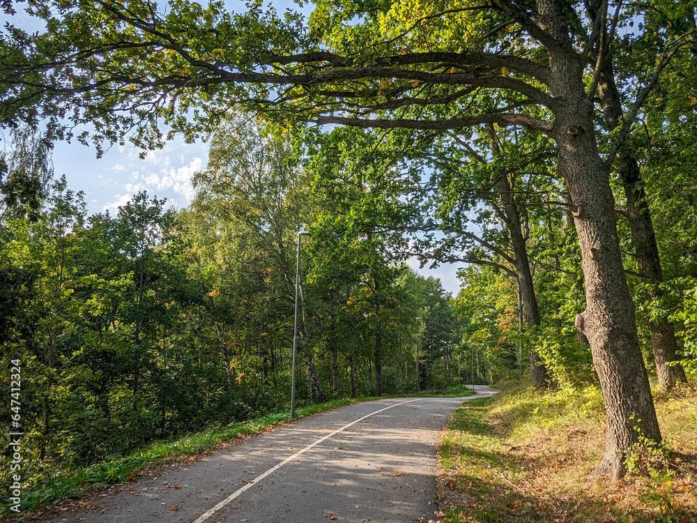 Empty walk road amidst trees during day