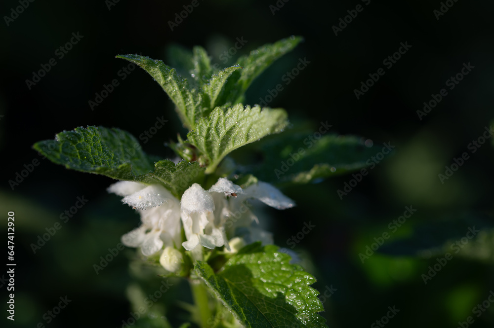 Close-up of a flowering white deadnettle (Lamium album) still covered in dew in the morning. The white flowers hang between the green leaves. Close-up of a flowering white deadnettle (Lamium album) still covered in dew in the morning. The white flowers hang between the green leaves.