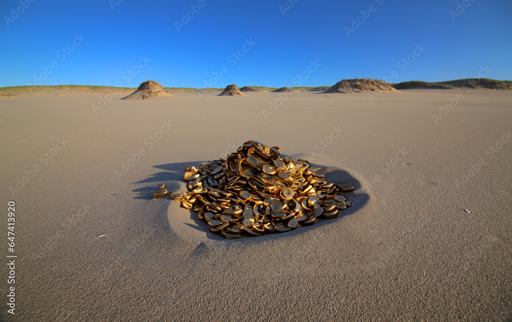 Obraz premium Pile of Gold Coins and Pirate Treasure Eroding Out of the Sand at Provincetown, Cape Cod.