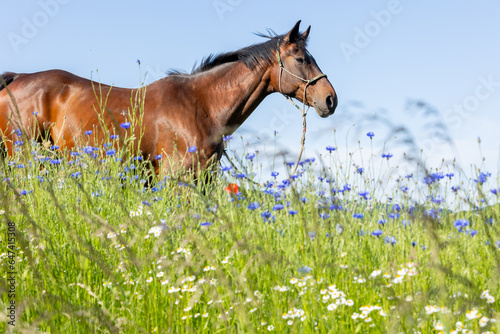 Braunes Pferd im Kornblumenfeld