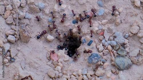 Close up of black ants. Ants colony. Ant close up. Black ant. Close up macro view of black ant. animal insect wildlif.