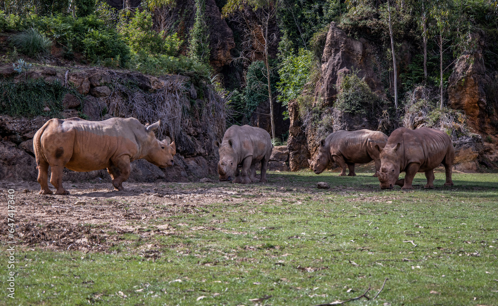 Group of rhinos. Cabarceno Nature Park, Santander, Cantabria. Group of rhinos. Cabarceno Nature Park, Santander, Cantabria.