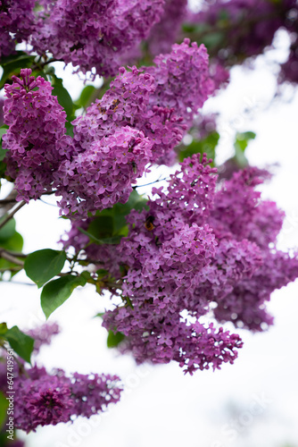 lilac branch on white background