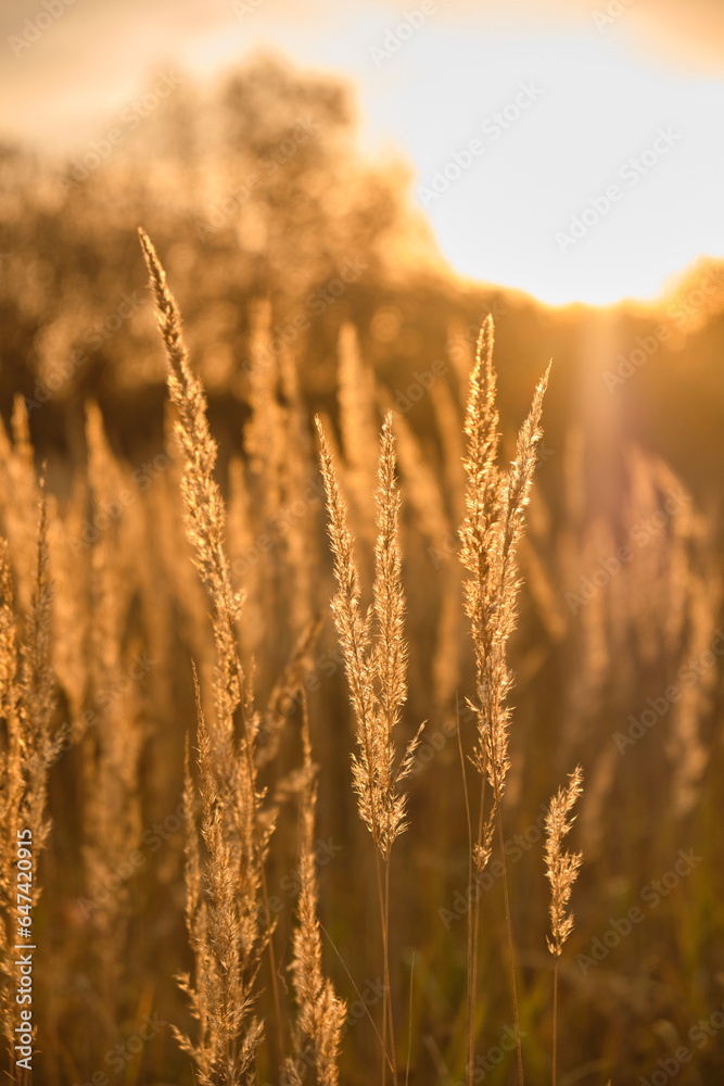 Fototapeta premium Golden Whispers: Fluffy Grass Tufts Bathed in Contrasting Sunset Light