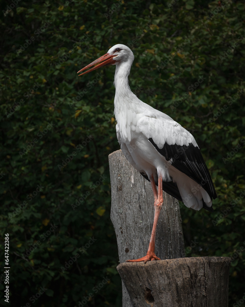 Storch sitzt auf einem Baumstamm Storch sitzt auf einem Baumstamm