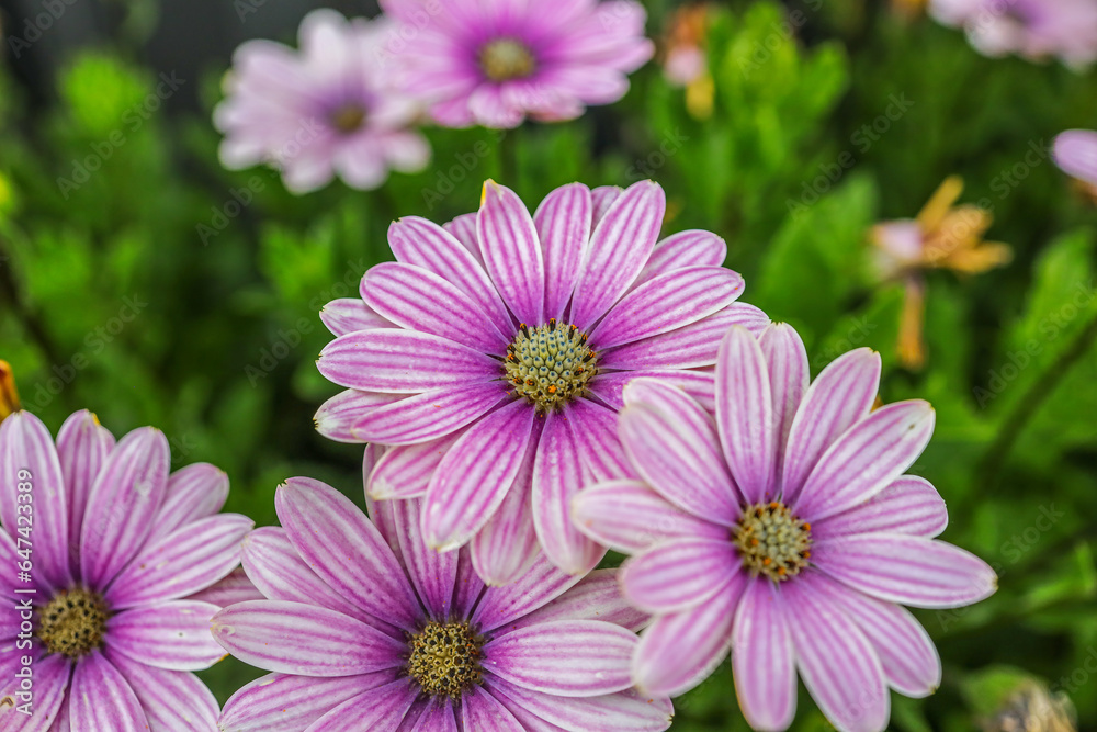 Obraz premium Dimorphotheca ecklonis, also known as Cape marguerite, African daisy, Van Staden's river daisy, star of the veldt is an ornamental plant that is native to South Africa. 