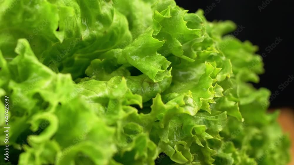 Close up, Texture of Juicy Wet Green Lettuce Leaves on a Black Background. Slow motion through curly leaves. Structure. Selective focus. Green background. Macro. Blurred motion. Vegan. Healthy food. Close up, Texture of Juicy Wet Green Lettuce Leaves on a Black Background. Slow motion through curly leaves. Structure. Selective focus. Green background. Macro. Blurred motion. Vegan. Healthy food.