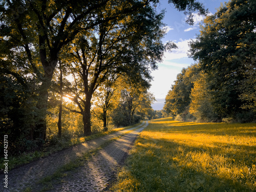 Abendliche Herbstsonne bricht durch die Bäume