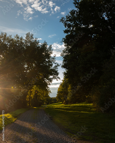 Die Abendsonne wirft Schatten in den Wald