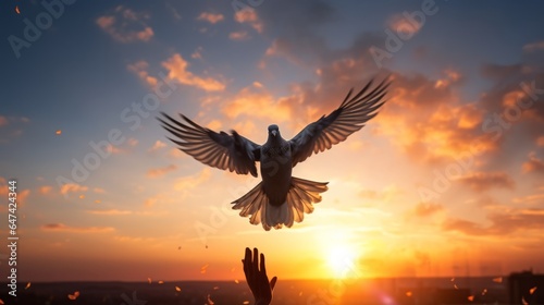 Photo of a bird soaring through a colorful sunset sky © mattegg