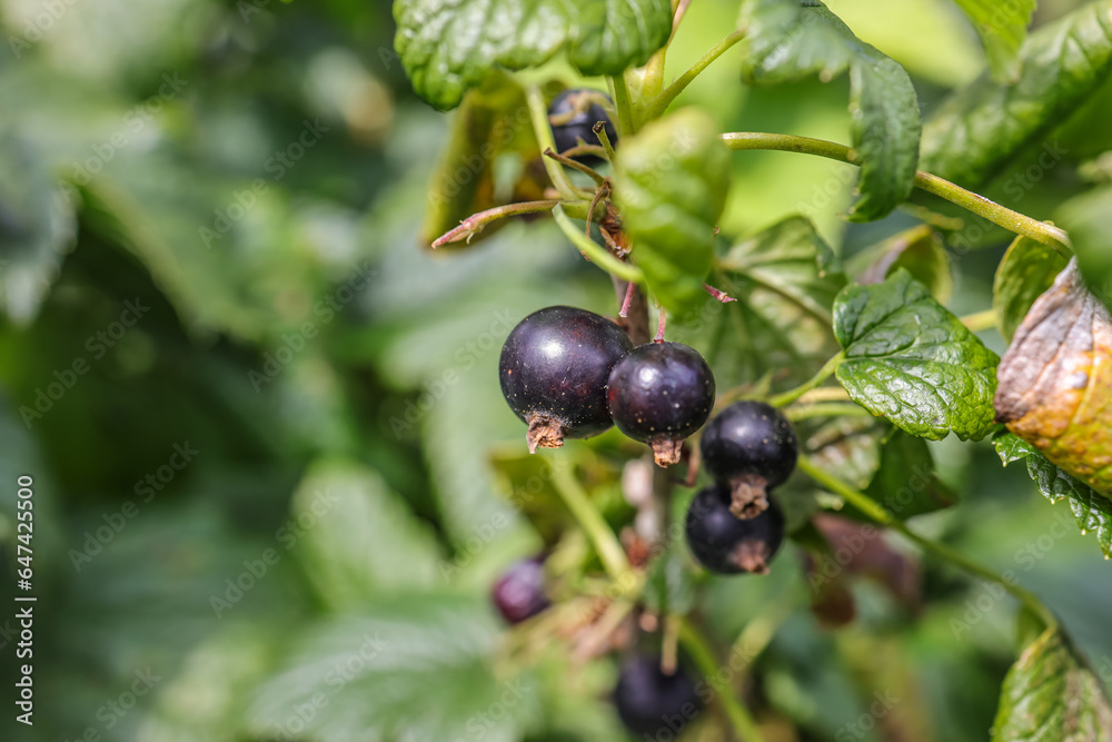 The blackcurrant, also known as black currant or cassis, is a deciduous shrub in the family Grossulariaceae grown for its edible berries. The blackcurrant, also known as black currant or cassis, is a deciduous shrub in the family Grossulariaceae grown for its edible berries.