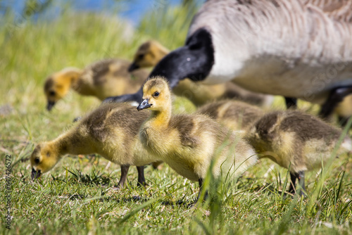 Leinwand Poster Flock of ducklings and a parent Canada Goose looking for food in the grass