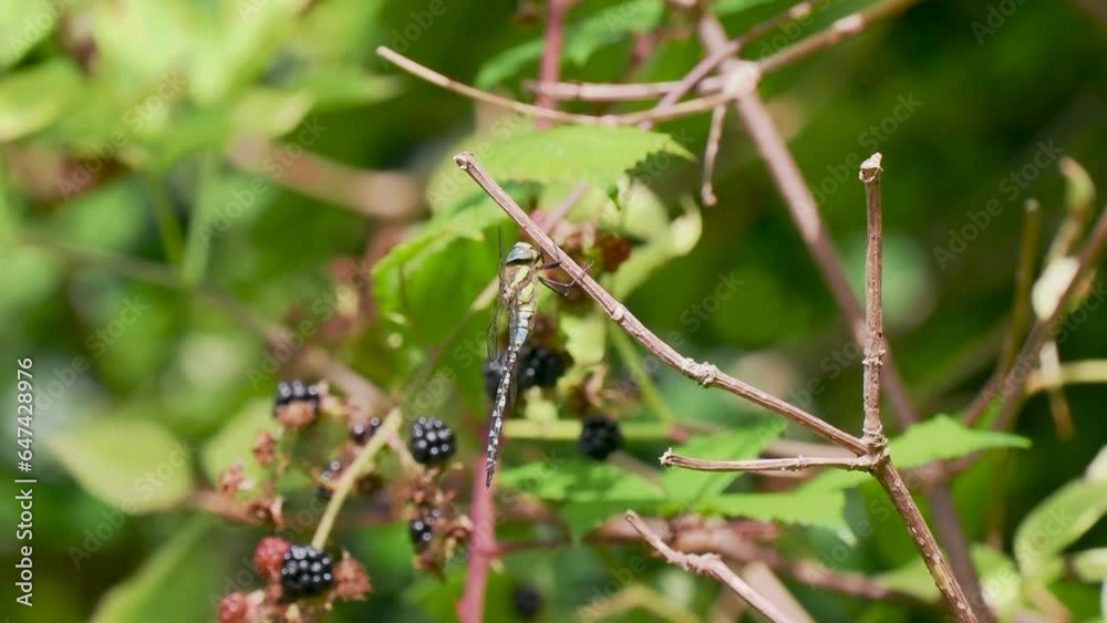 Southern Hawker Dragonfly Resting on a Twig Southern Hawker Dragonfly Resting on a Twig