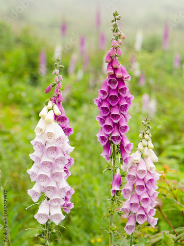 Canvas Print foxglove flowers on misty hike pacific northwest washington