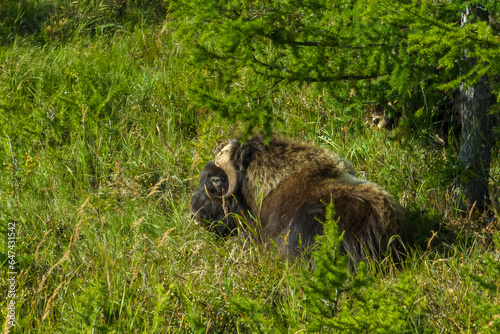 musk ox resting in the national park in the polar Urals