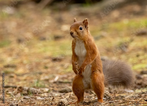 Curious little scottish red squirrel standing up on his hind paws looking around on the forest floor