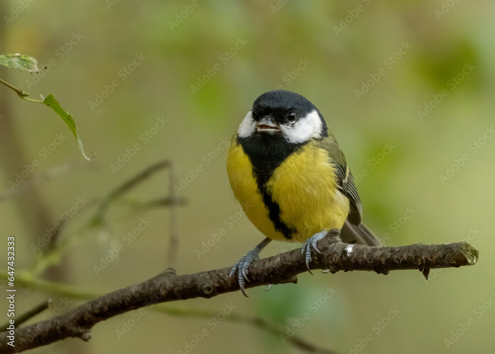 Beautiful colourful great tit bird perched on a branch in the woodland with bright yellow plumage feathers Beautiful colourful great tit bird perched on a branch in the woodland with bright yellow plumage feathers