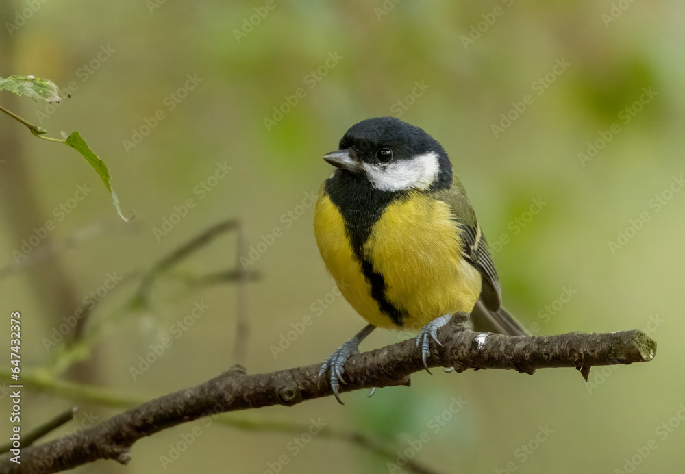 Beautiful colourful great tit bird perched on a branch in the woodland with bright yellow plumage feathers