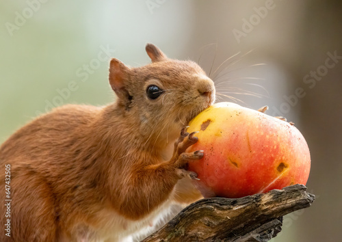Close up of a cute and hungry little scottish red squirrel eating a juicy red applied the woodland