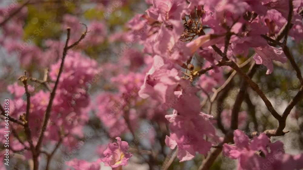 pink blossom. Flores de ipê rosa. Vídeo calmo de ipê rosa balanço suavemente pink blossom. Flores de ipê rosa. Vídeo calmo de ipê rosa balanço suavemente