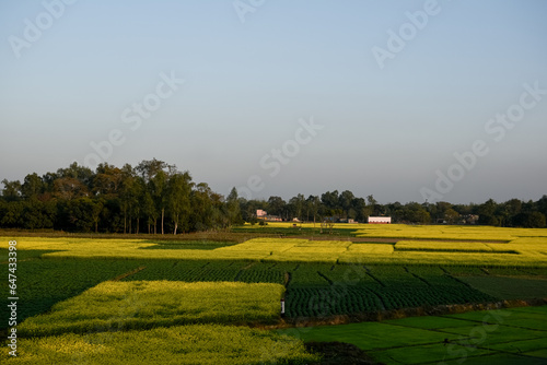 Rural life India. Fields of India. Agricultural Fields. Bengal rural life. Crop field paddy wheat.  © Sidharth