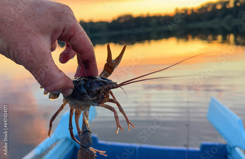 Crayfish in fisherman's hand on  lake. Illegal Catching crayfish and illegal Crayfishing on river. Iillegal fishing. Crawdads, are crustaceans that live in freshwater environments throughout world photo