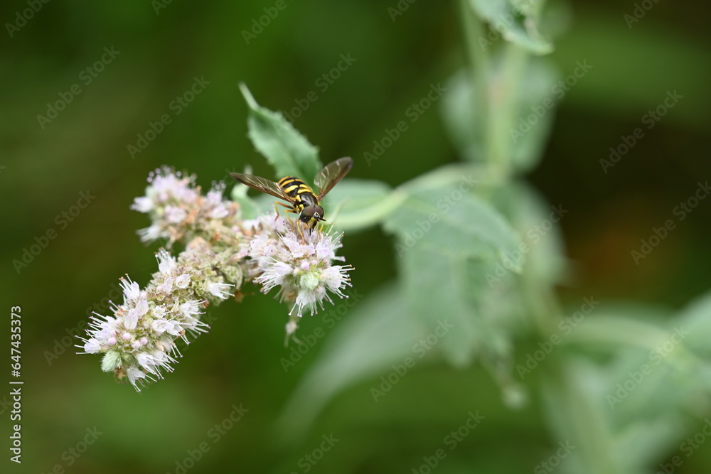 bee on a flower bee on a flower