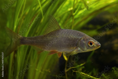 captive common roach freshwater fish in planted biotope European temperate river design aquarium, highly adaptable coldwater aquatic plant species, LED low light mood, shallow dof, blurred background