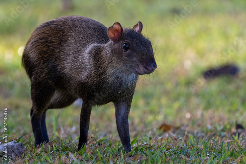 Photos Ñeque (agouti) with blurry background.