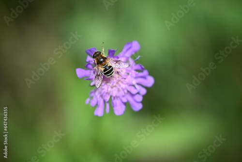 bee on a flower