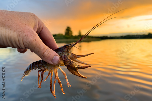 Crayfish in fisherman's hand on lake. Illegal Catching crayfish and illegal Crayfishing on river. Iillegal fishing. Crawdads, are crustaceans that live in freshwater environments throughout world
