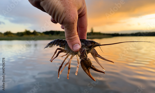 Crayfish in fisherman's hand on lake. Illegal Catching crayfish and illegal Crayfishing on river. Iillegal fishing. Crawdads, are crustaceans that live in freshwater environments throughout world