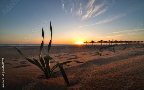 D  nenpflanze und Sonnenschirme zum Sonnenuntergang am Strand