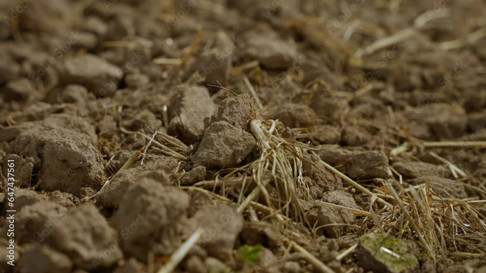 Soil mixed with manure for fertility Soil mixed with manure for fertility