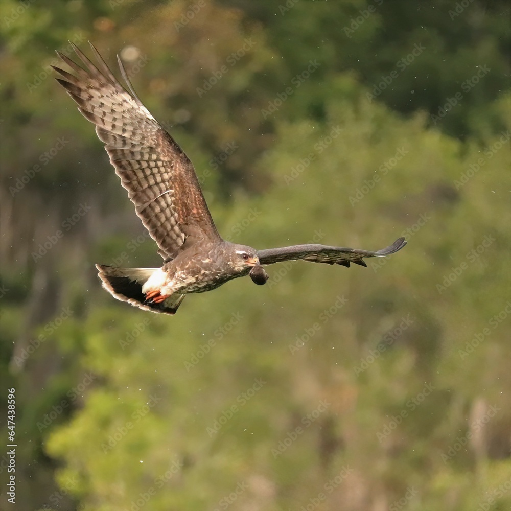Fototapeta premium Endangered Snail Kite Paynes Prairie Micanopy Gainesville Florida