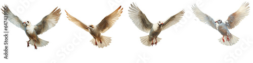 Png Set Flying bird with brown head transparent background © 2rogan