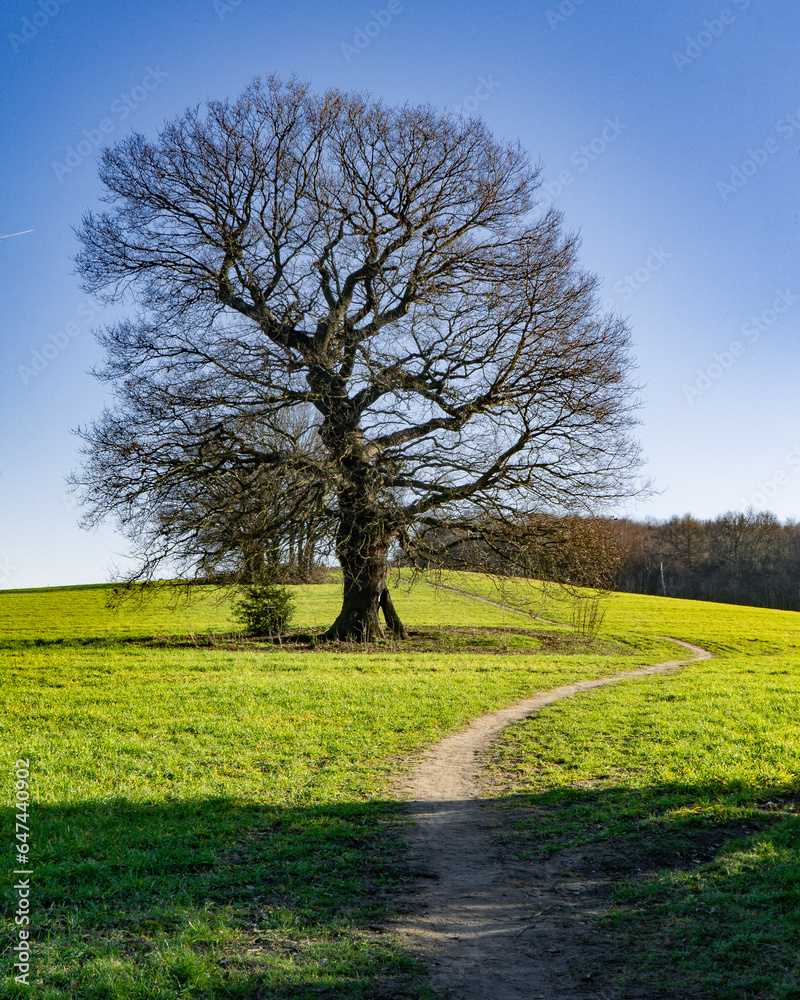 Obraz premium tree in the field