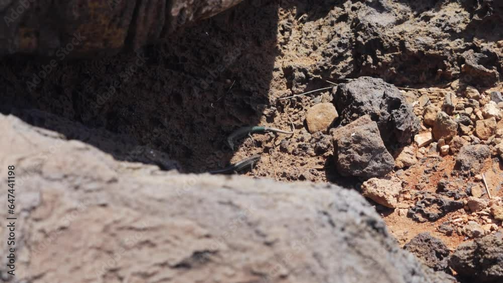 Madeiran wall lizards Madeiran wall lizards