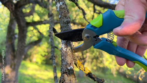 Cutting branches of tree, Garden work cut. Farmer hand prunes branches of a tree in garden with pruning shears or secateurs. Pruning tree with clippers on backyard. Trimming tree branche with scissors