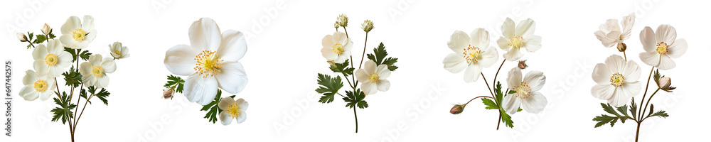 Png Set White Cinquefoil on a transparent background - obrazy, fototapety, plakaty 