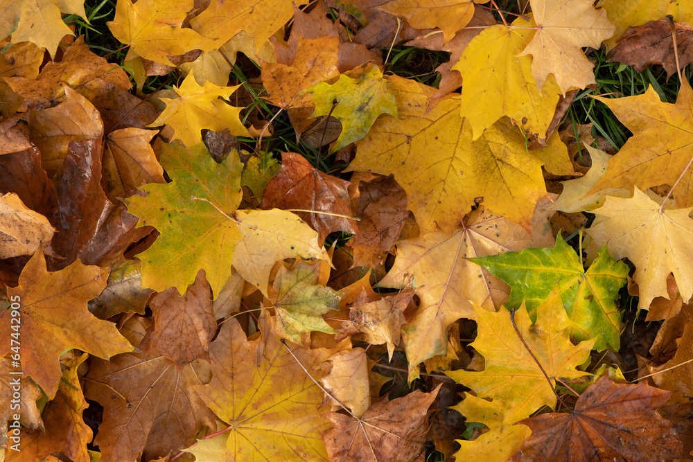 Orange yellow autumn leaves top view. Autumn season aesthetic natural background