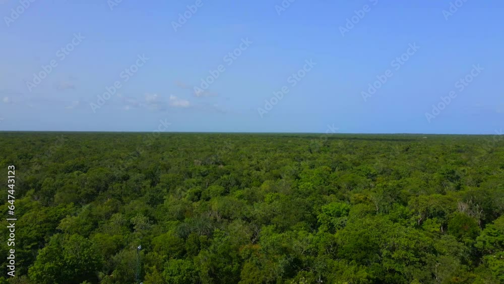 selva selva