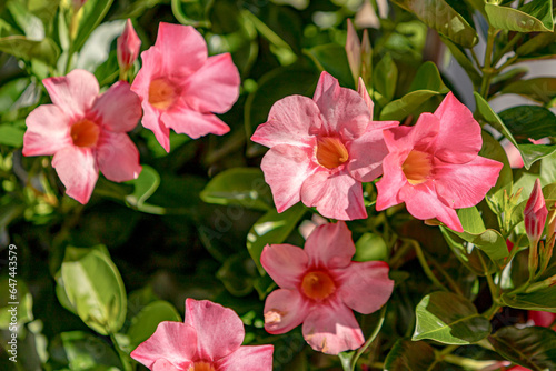 Dipladenia im Detail