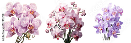 Png Set Orchid alone transparent background