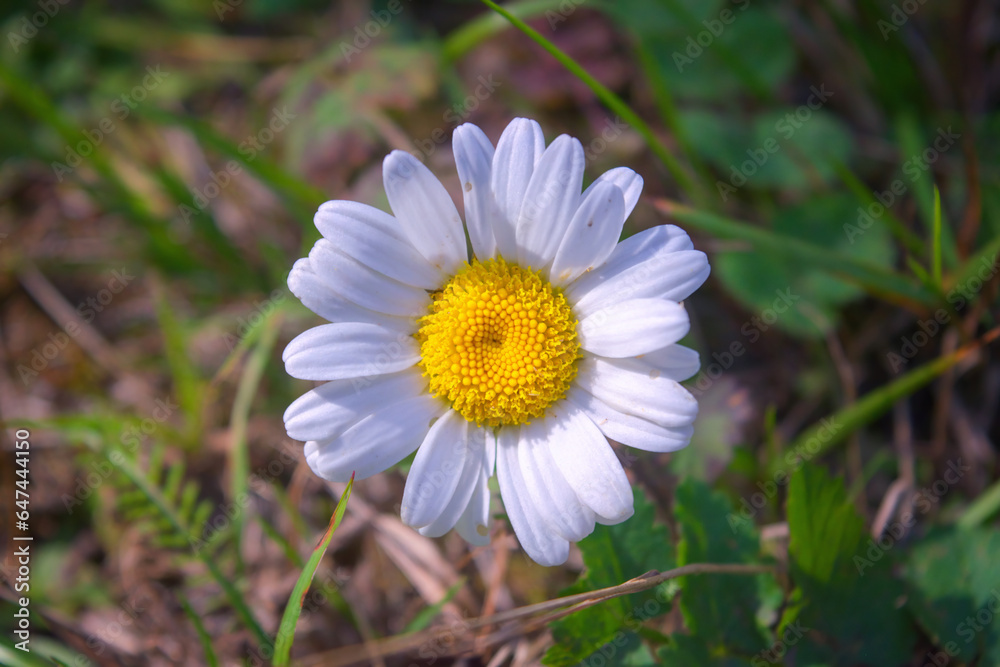 Anthemis known by the common name chamomile lat. Anthemis arvensis. Anthemis known by the common name chamomile lat. Anthemis arvensis.